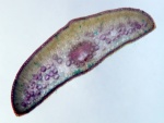 Imagen microscópica de una hoja de tejo