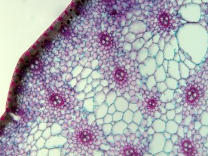 Postal: Imagen microscópica del tallo de la planta: cyperus alternifolius