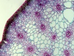 Imagen microscópica del tallo de la planta: cyperus alternifolius