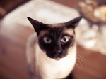 La mirada de un gato siamés