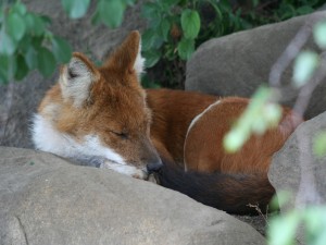 Un zorro dormido entre las piedras