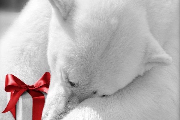 Oso polar con un regalo Navideño