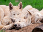 Manada de lobos dormidos