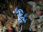Un bonito nudibranquio de color azul