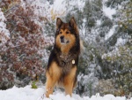 Un bonito perro en la nieve
