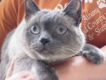 Bonito gato gris