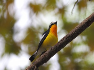 Un bonito pájaro con el pecho amarillo y naranja