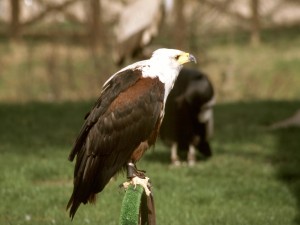 Postal: Águila en cautividad