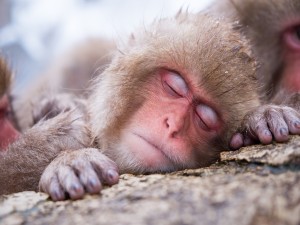 Postal: Macaco japonés dormido