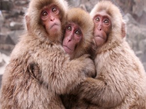 Tres jóvenes macacos abrazados
