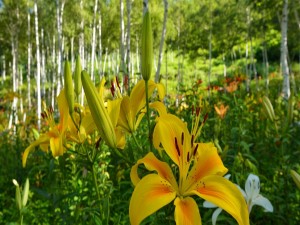 Bellos lilium en el bosque