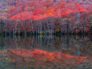Precioso árboles reflejados en el agua en otoño