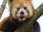 Un panda rojo sacando la lengua