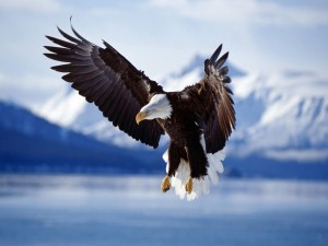 Gran águila calva mostrando las alas
