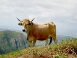 Una gran vaca en las montañas