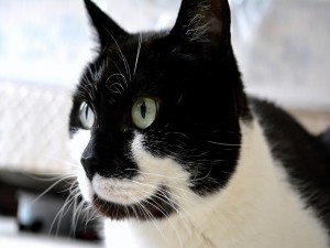Postal: La cara de un gato blanco y negro