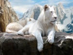 Dos leones blancos descansando sobre una roca