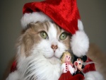 Un tierno gato disfrazado de Papa Noel