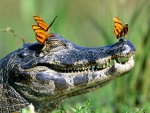 Mariposas posadas en la cabeza de un cocodrilo