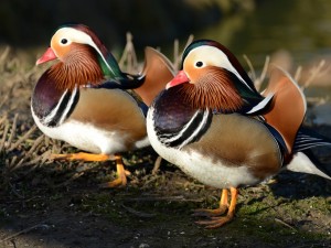 Dos machos de pato mandarín