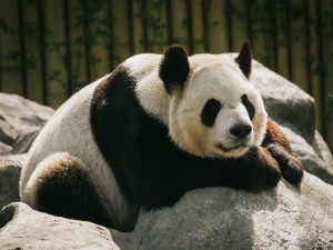 Postal: Gran oso panda sobre unas rocas