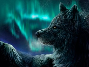 Postal: Gran lobo en una noche mágica