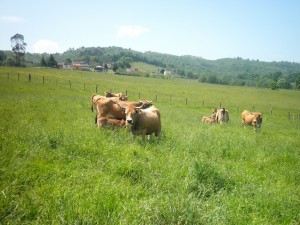 Vacas asturianas en los verdes pastos