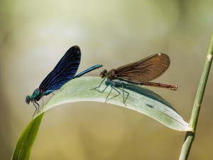 Dos libélulas de diferente color