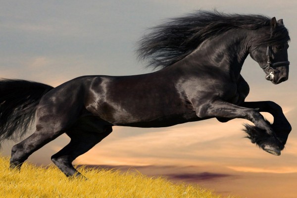 Un gran caballo negro