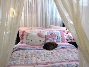 Postal: Gato dormido sobre una cama de Hello Kitty