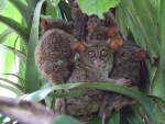 Tarseros fantasma (Tarsius tarsier)