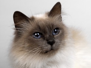 Un gato con brillantes ojos