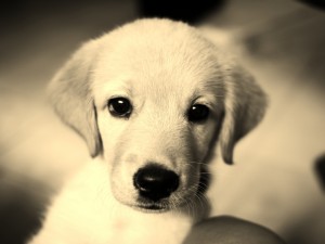 Postal: Un bonito perro blanco de ojos negros