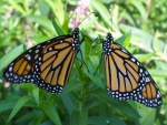 Macho y hembra de mariposa monarca sobre una planta