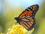 Mariposa monarca sobre pequeñas flores amarillas