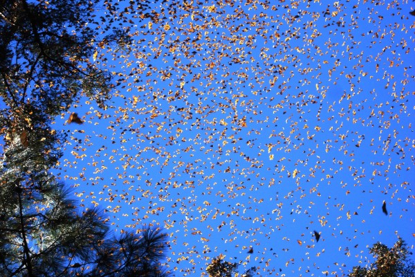 Mariposas monarca cubriendo el cielo azul