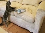 Un gato aspirando sus pelos del sofá