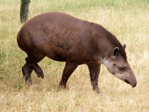 Postal: Un tapir
