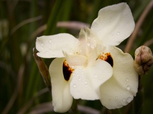Una orquídea blanca con gotas de rocío