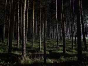 Noche en el bosque