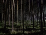 Noche en el bosque