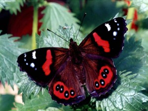 Una mariposa con alas negras y rojas