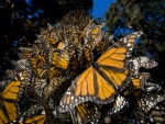 El tronco de un árbol cubierto de mariposas monarca
