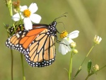 Mariposa monarca libando en el centro amarillo de una flor