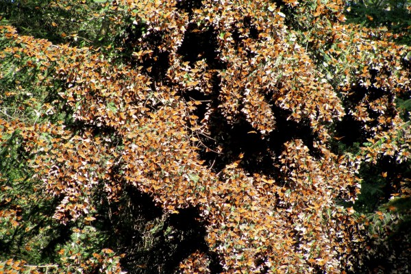 Las ramas de un árbol cubiertas de mariposas monarca