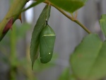 Crisálida verde de una mariposa monarca