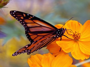 La trompa de una mariposa monarca libando en una flor naranja