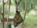 Mariposa monarca posada en la crisálida vacía