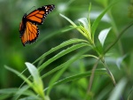 Mariposa monarca en vuelo