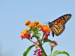 Mariposa monarca en una asclepia